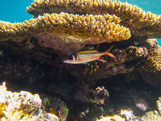 Beautiful fish in the coral reef of the Red Sea
