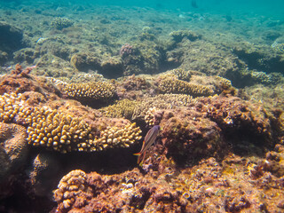 Beautiful fish in the coral reef of the Red Sea