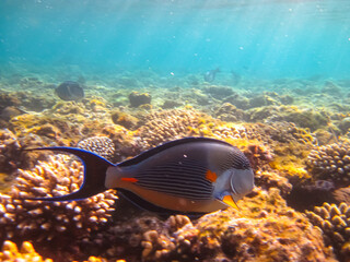 Beautiful fish in the coral reef of the Red Sea