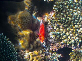 Beautiful fish in the coral reef of the Red Sea