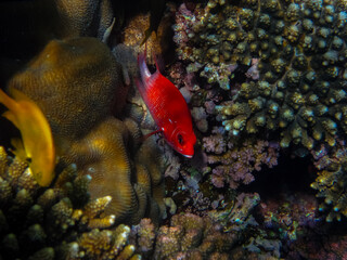 Beautiful fish in the coral reef of the Red Sea