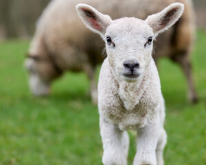 Fototapeta premium Close up portrait of young white lamb on meadow outside