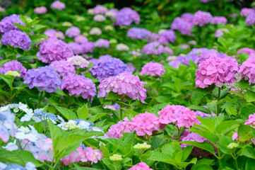 上磯ダム公園のアジサイ