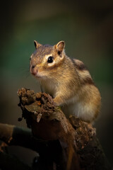 Naklejka na ściany i meble siberian squirrel in the forest