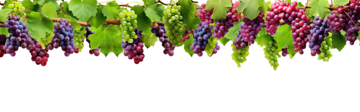 vine leaves and grapes. wine making red and green grapes on a branch with leaves, border design, copy space for text , wide panoramic, isolated on transparent background