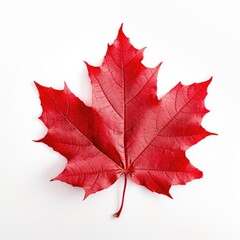 Red sugar maple leaf on a white background - obrazy, fototapety, plakaty