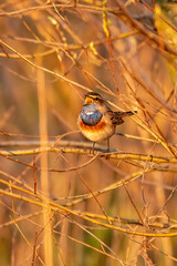 Bluethroat in sunset whistling