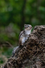 siberian squirrel in the woods