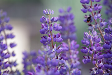 Obraz premium Lupinus polyphyllus. lupin, field with purple and blue flowers. Violet lupines flowering in the meadow Blooming lupine flowers. Bunch of lupines in full bloom.