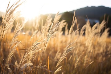 Fototapeta premium Kans grass field in the morning.