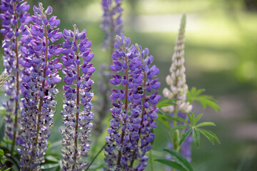 Lupin, field with purple and blue flowers. Violet lupines flowering in the meadow. Blooming lupine flowers. Lupinus polyphyllus. Bunch of lupines in full bloom.
