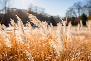 Fototapeta premium Kans grass field in the morning.