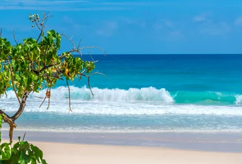 Crédence de cuisine en verre imprimé Anse Source D'Agent, île de La Digue, Seychelles Plants by the sea in a tropical beach