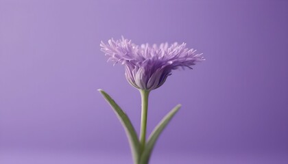 Obraz premium purple flower isolated