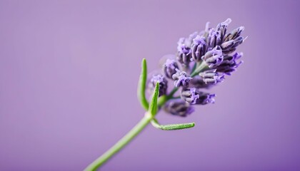 Obraz premium Lavender close-up on pastel purple background 