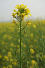 Obraz premium Bangladesh is a land of extraordinary beauty and the fields are full of yellow mustard flowers