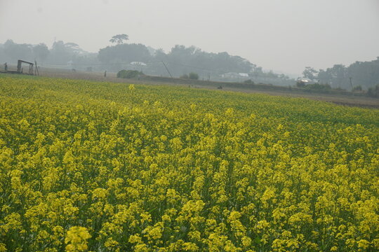 Bangladesh is a land of extraordinary beauty and the fields are full of yellow mustard flowers