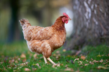 Range chicken on grass