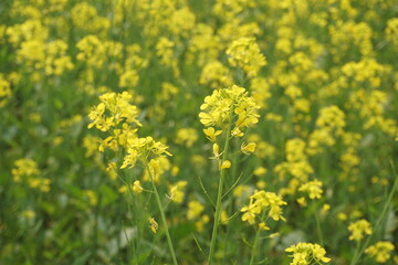 Bangladesh is a land of extraordinary beauty and the fields are full of yellow mustard flowers