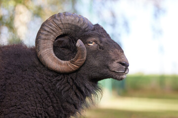 Head shot of a male ouessant sheep