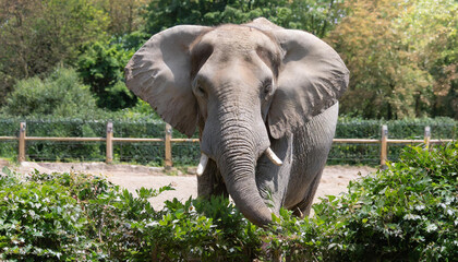 Close up of big gray elephant walking in its enclosure in a zoo. Trees and bushes background. ai generated. 