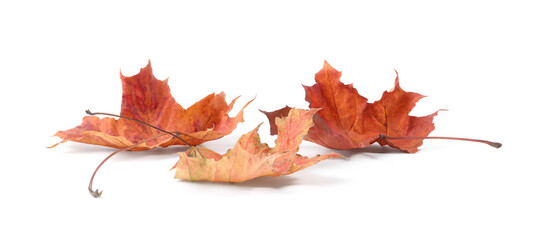Autumn season. Beautiful maple leaves isolated on white