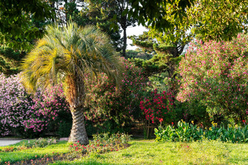 Tropical botanical garden with palm trees and blooming pink lilac red oleander flowers Spring...