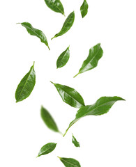 Fresh green tea leaves falling on white background