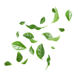 Fresh green tea leaves falling on white background