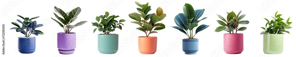 Wall mural collection of indoor houseplant (rubber plant, Peace Lily , Pothos , Rubber Plant, Monstera ,Philodendron) in pink decorated pot, isolated on a transparent background. PNG, cutout, or clipping path	
 - Wall murals