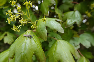 Closeup on a cute male red bellied miner bee, Andrena ventralis loaded with yellow pollen, sitting on