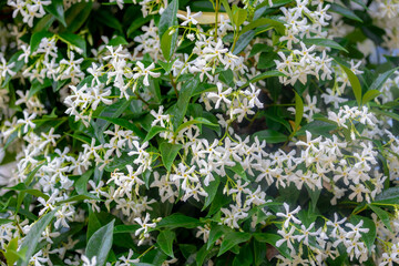 Selective focus of pure white fragrant flowers Star jasmine creeping on the wall, Trachelospermum...