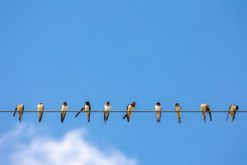 A group of little birds on electric cable line, The Martins, Saw-wings or Hirundinidae are a family of passerine songbirds found, Swallows perched on electrical wires with blue clear sky background. - Powered by Adobe