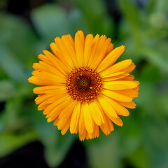 Selective focus of orange Calendula officinalis flower in garden, Pot Marigold, Ruddles, Mary's gold or Scotch marigold is a flowering plant in the daisy family Asteraceae, Nature floral background.