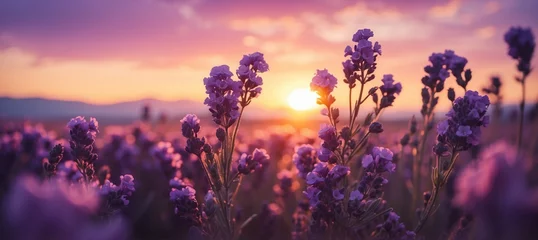 Wandaufkleber Lavender flowers at dawn. © André