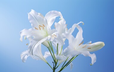Fototapeta na wymiar white flower in front of a blue background.