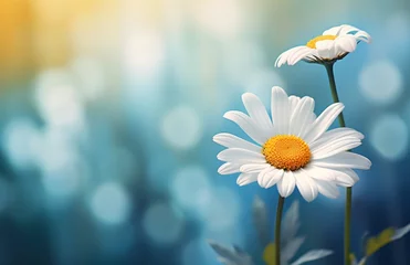 Gartenposter daisy of the blue sky © lc design