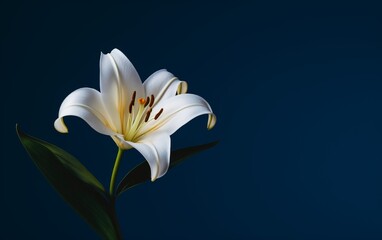 Fototapeta premium white flower in front of a blue background.