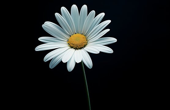 white flower in front of a black background.