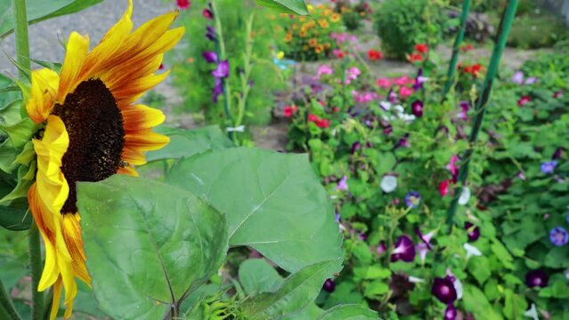 夏の花　ひまわりとあさがお、夏の庭の風景