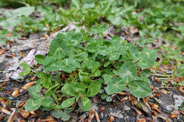 Closeup on an isolated emerging white, Dutch or Ladino clover, Trifolium repens