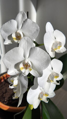 Fototapeta na wymiar Macro et orchidées
