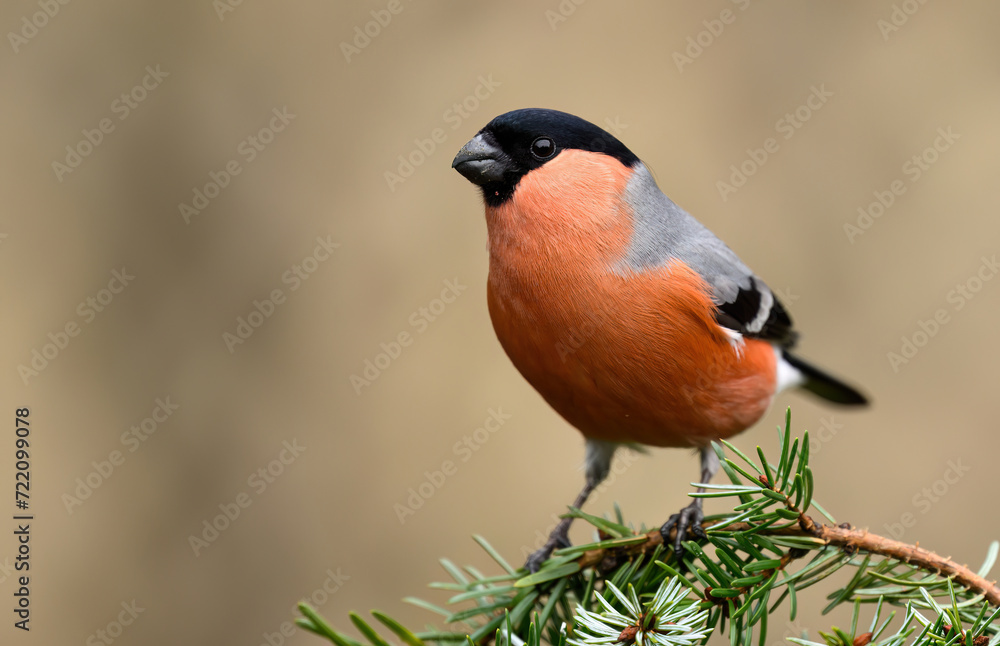 Sticker Eurasian bullfinch male ( Pyrrhula pyrrhula )