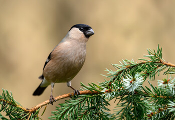 Eurasian bullfinch female ( Pyrrhula pyrrhula )