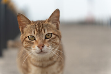 Naklejka na ściany i meble Beautiful and cute orange cat looking at the camera on the blurry background