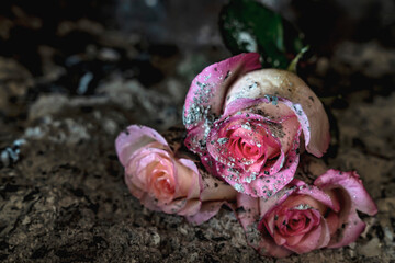 Pink roses in ashes. Dark background.