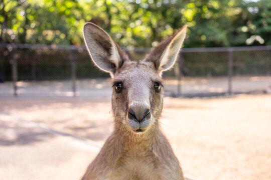 正面を見つめるカンガルー