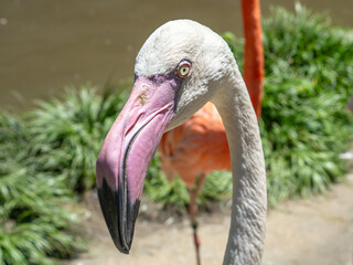 左をにらみつけるフラミンゴ