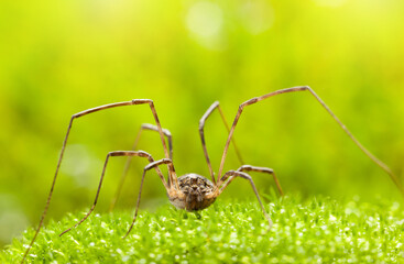 Harvestman on moss
