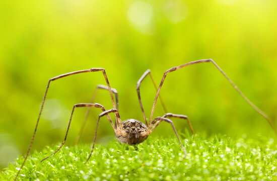 Harvestman on moss